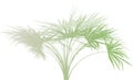 Palm branch . Royalty Free Stock Photo