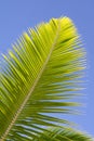 Palm branch