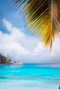 Palm branch against blue ocean, blurred background, summer abstract backdrop design, beach vacation travel exotic Royalty Free Stock Photo