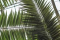 Palm branch background Royalty Free Stock Photo