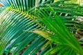 Palm branch background Royalty Free Stock Photo