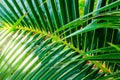 Palm branch background Royalty Free Stock Photo