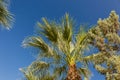 Palm branch on the background of mountains and sky. Royalty Free Stock Photo