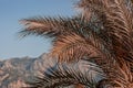 Palm branch on the background of mountains and sky. Royalty Free Stock Photo