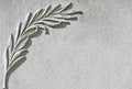 Palm Branch Carved on White Marble Stone background