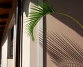 Palm branch casts interesting shadow on wall Royalty Free Stock Photo