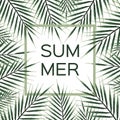 Palm branch frame. Summer vector background with green palm tree frame. Royalty Free Stock Photo