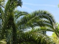 Palm branches against blue sky