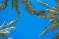 Palm branches against the blue sky tropical concept Royalty Free Stock Photo