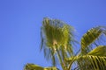 Palm branches against a clear blue sky Royalty Free Stock Photo