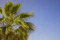 Palm branches against a clear blue sky Royalty Free Stock Photo