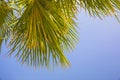 Palm branches against a clear blue sky Royalty Free Stock Photo