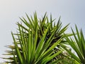 palm branches against a clear blue sky Royalty Free Stock Photo