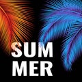 Palm branches on the background. Summer Design. Vector illustration