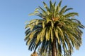 Palm Branches of a Canary Islands Date Palm Phoenix Canariensis in-front of a clear blue sky Royalty Free Stock Photo