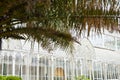 Palm branches with greenhouse structure on background in Florence, Italy