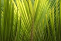 Palm branches with long leaves
