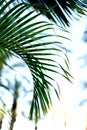 Palm branches with sun light effect. Summer, holiday and travel concept with copy space. Palm trees over blue sky