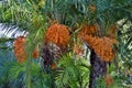 Palm with bunches of dates