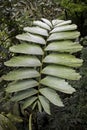 Palm Canopy Close Leaf Frond Costa Rica Iriartea