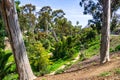 Palm Canyon in Balboa Park, San Diego, California Royalty Free Stock Photo