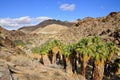 Palm Canyon, Palm Springs Royalty Free Stock Photo