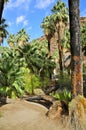 Palm Canyon, Palm Springs Royalty Free Stock Photo