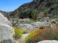 Palm Canyon, wildflowers