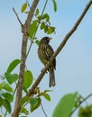 Palm chat bird perched on a diagonal branch with patterned breast exposed