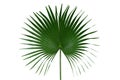 Palm with circular leaves or Fan palm frond tropical leaf nature green pattern isolated on white background, clipping path Royalty Free Stock Photo