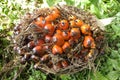 Palm Cluster Fruit Plat Seed