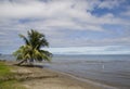 Palm at the coast