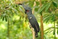 Palm Cockatoo Royalty Free Stock Photo