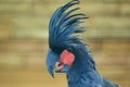 Palm cockatoo Royalty Free Stock Photo