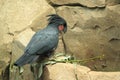 Palm cockatoo Royalty Free Stock Photo