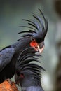 The palm cockatoo Probosciger aterrimus, also known as the goliath cockatoo or great black cockatoo sitting in the middle of a