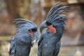 Palm cockatoo