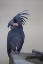 Palm Cockatoo Parrot, Kuala Lumpur, Malaysia Royalty Free Stock Photo