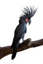 Palm cockatoo perch on tree branch Royalty Free Stock Photo