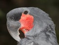 Palm Cockatoo, Probosciger aterrimus