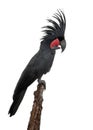 Palm Cockatoo, Probosciger aterrimus, also known as the Goliath Cockatoo Royalty Free Stock Photo