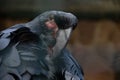 The palm cockatoo, Probosciger aterrimus, also known as the goliath cockatoo or great black cockatoo