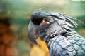 The palm cockatoo, Probosciger aterrimus, also known as the goliath cockatoo or great black cockatoo