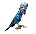 Palm cockatoo Probosciger aterrimus Royalty Free Stock Photo
