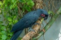 A palm cockatoo Probosciger aterrimus eating close up , also known as the goliath or great black cockatoo in Australia