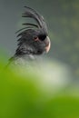 Palm cockatoo, Probosciger aterrimus, goliath cockatoo, great black cockatoo, large smoky-grey or black parrot with red cheeks, cr