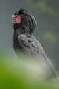 Palm cockatoo, Probosciger aterrimus, goliath cockatoo, great black cockatoo, large smoky-grey or black parrot with red cheeks, cr