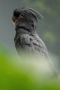 Palm cockatoo, Probosciger aterrimus, goliath cockatoo, great black cockatoo, large smoky-grey or black parrot with red cheeks, cr