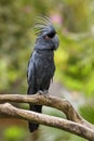 Palm Cockatoo - Probosciger aterrimus