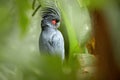 Palm cockatoo, Probosciger aterrimus, large smoky-grey parrot with erected large crest.